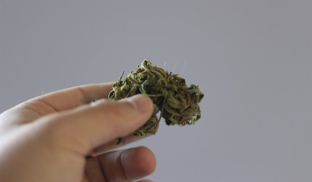 Hand holding cannabis bud