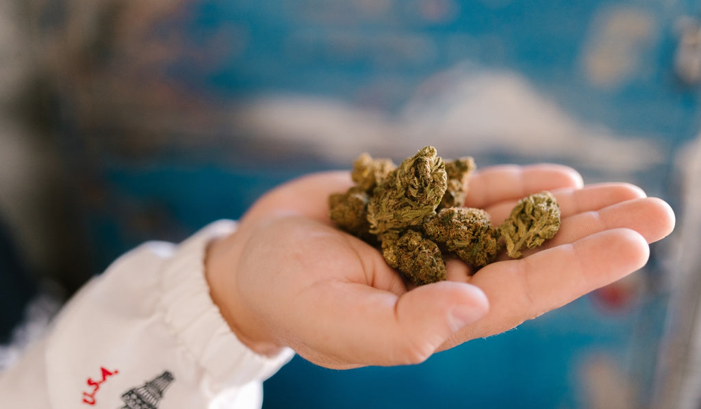 Hand holding cannabis buds