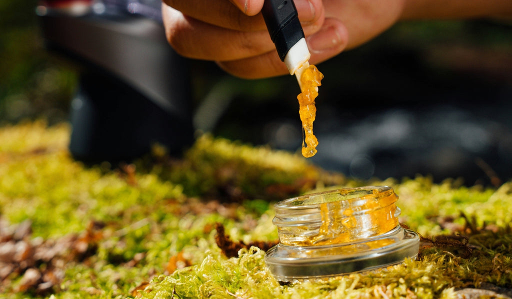 Person applying cannabis concentrates